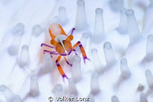 Emperor shrimp on seacucumber by Volker Lonz 